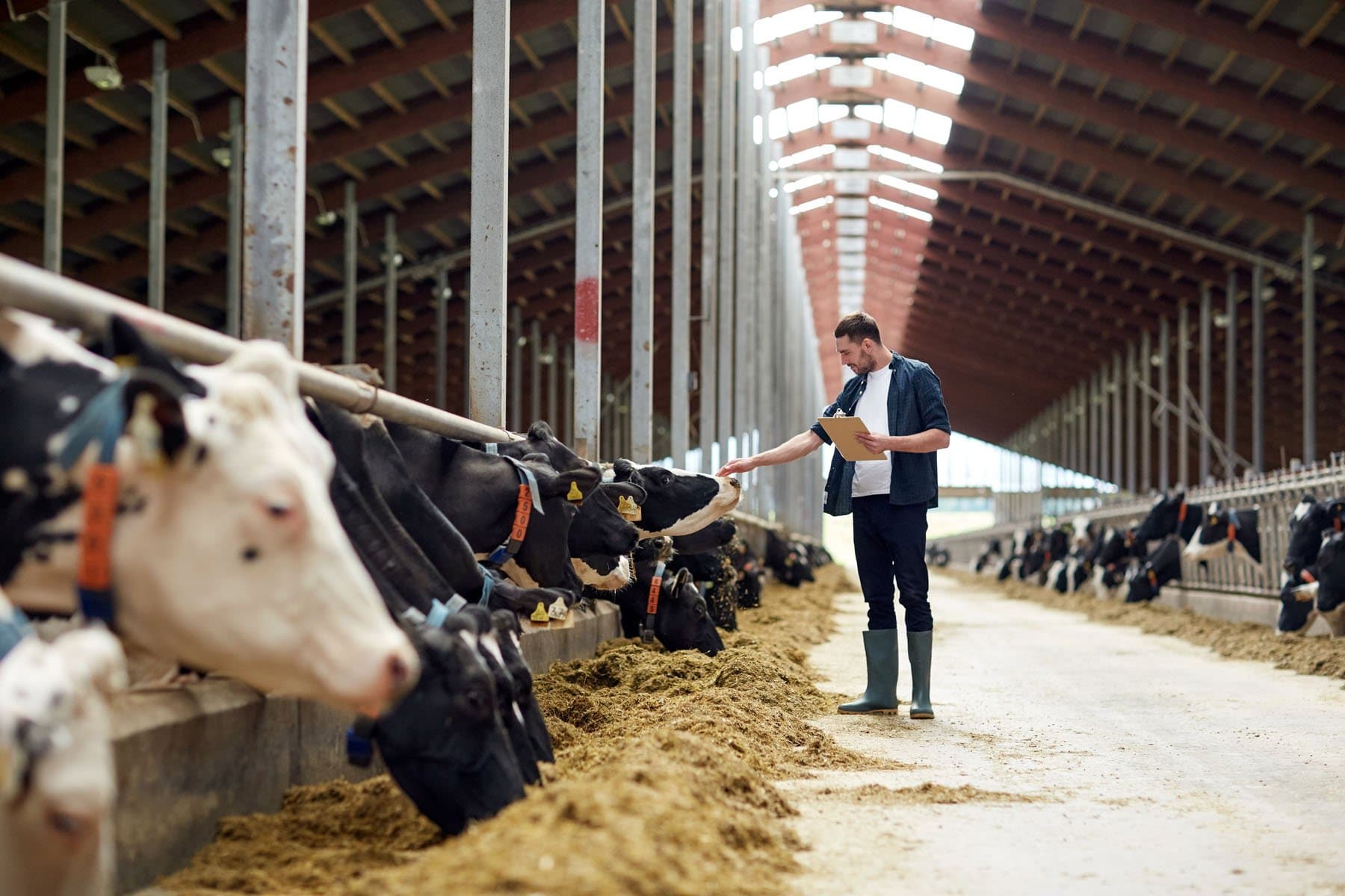 A dairy farmer walking the feed alley of his shed